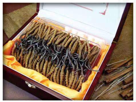 虎门镇冬虫夏草回收